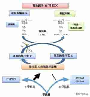 抗凝药有哪些(厉害、经济的抗凝药——华法林，毒药从良的典范)