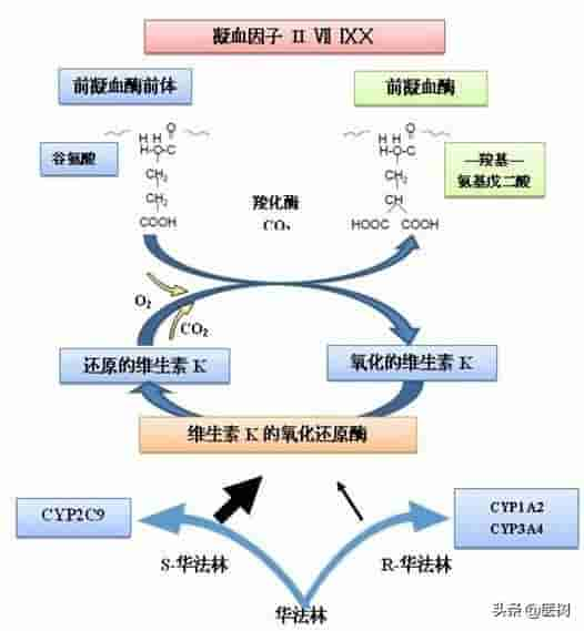 厉害、经济的抗凝药——华法林，毒药从良的典范