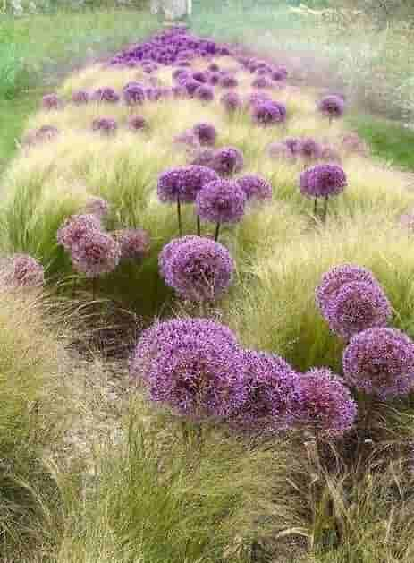 「蓝紫色系」34种高贵典雅植物