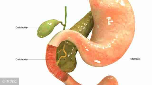 胆囊的作用是什么？这4个本领可不小，信不信由你