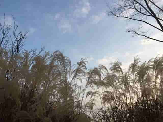 夜雨丨屿夫：幸福在与你同行阳光下（二首）