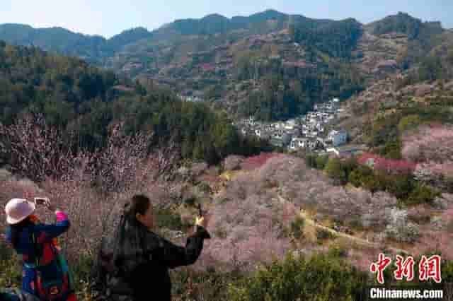 安徽黄山：卖花渔村春意盎然