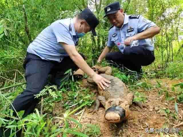 扬子鳄蹲守池塘等投喂，它的战斗力是什么水平，真的打不过大鹅吗