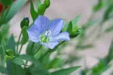 「蓝紫色系」34种高贵典雅植物