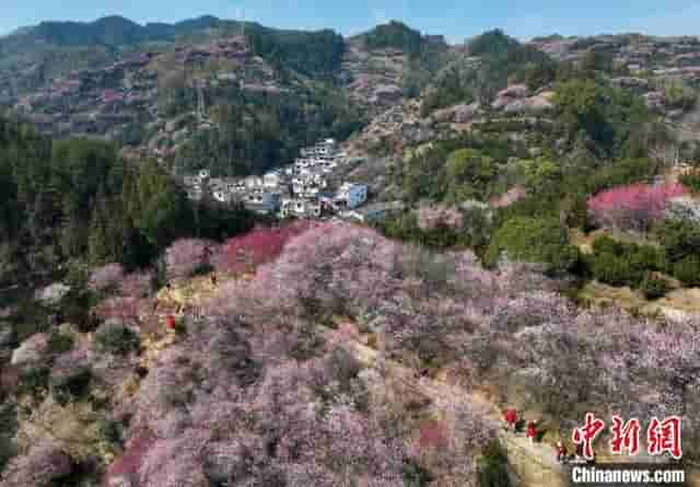 安徽黄山：卖花渔村春意盎然