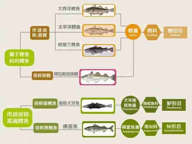 如果分不清鳕鱼与银鳕鱼，你最好别吃