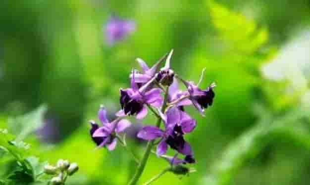 「蓝紫色系」34种高贵典雅植物