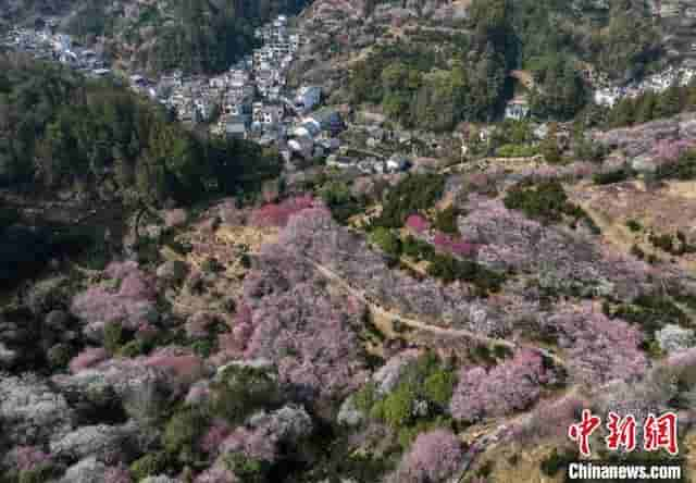 安徽黄山：卖花渔村春意盎然