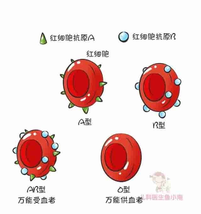 爸妈都是A型血，宝宝为啥会是O型血？这份血型遗传规律表请收好