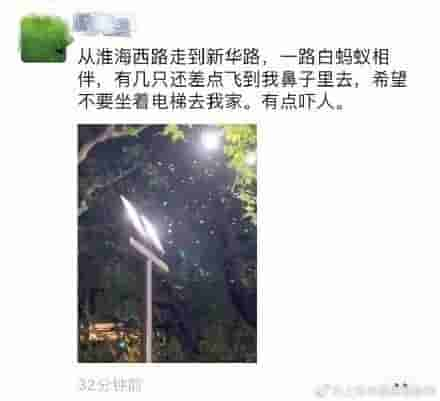 上海人一夜感受被白蚁“支配”的恐惧，有人10分钟徒手掐死10只！注意：盲目消杀很危险