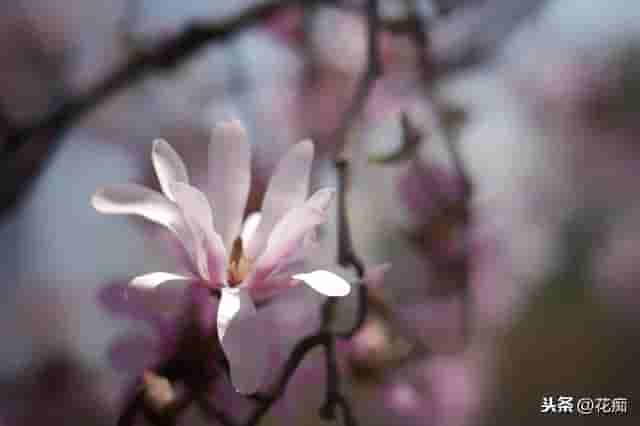 庭院种棵星花玉兰，花开满树，犹如繁星点点，特别美