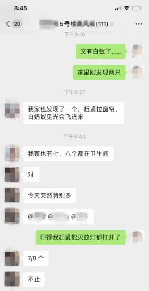 上海人一夜感受被白蚁“支配”的恐惧，有人10分钟徒手掐死10只！注意：盲目消杀很危险