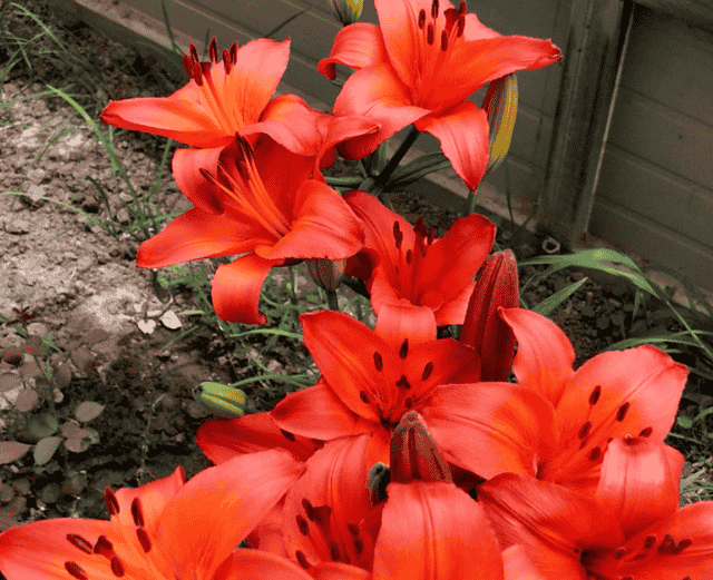 养百合花，天热水培，降温土培，一年四季都能有花赏