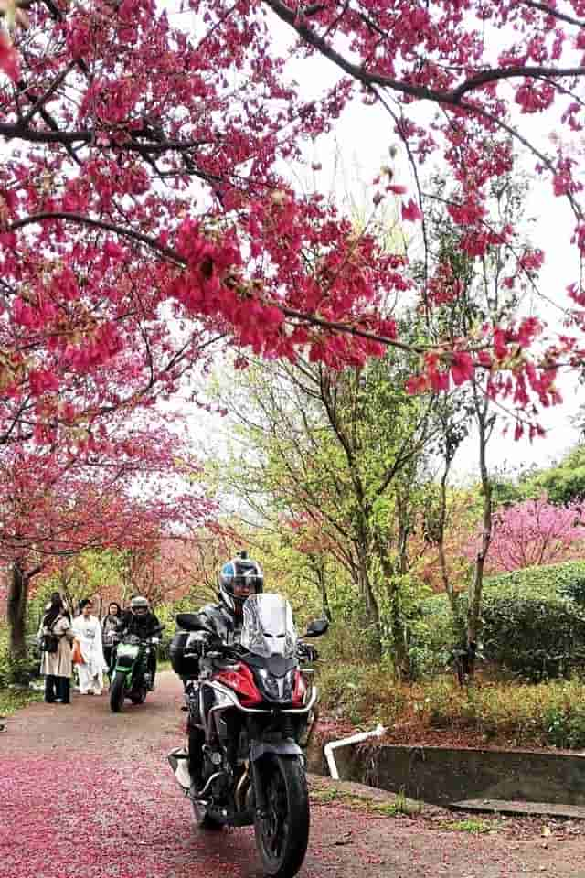 浪漫樱花季 赏樱正当时