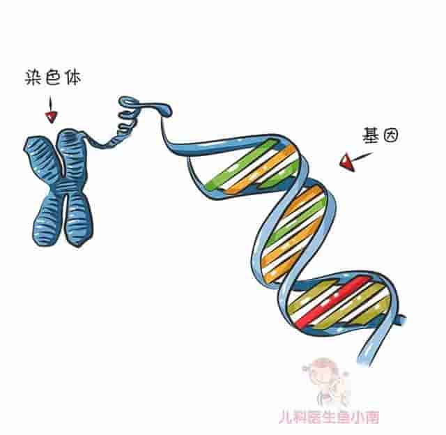 爸妈都是A型血，宝宝为啥会是O型血？这份血型遗传规律表请收好