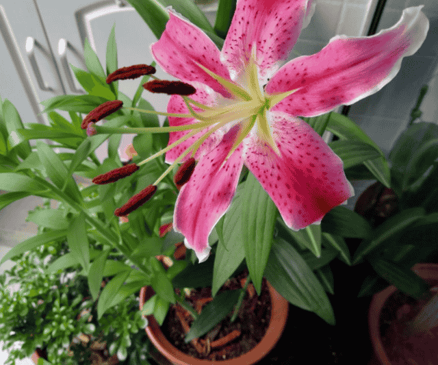 养百合花，天热水培，降温土培，一年四季都能有花赏