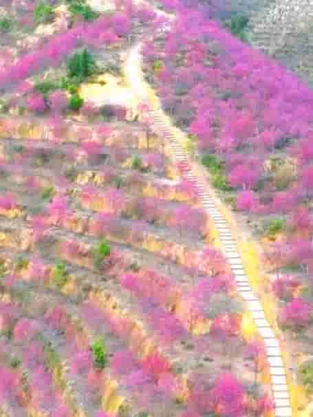 浪漫樱花季 赏樱正当时