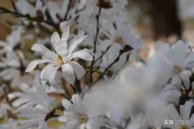 庭院种棵星花玉兰，花开满树，犹如繁星点点，特别美