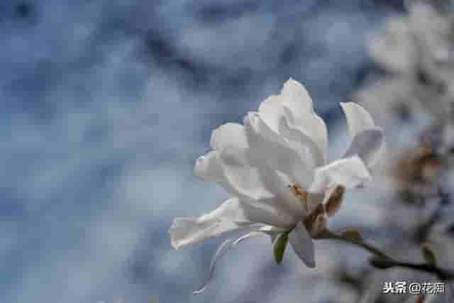 庭院种棵星花玉兰，花开满树，犹如繁星点点，特别美