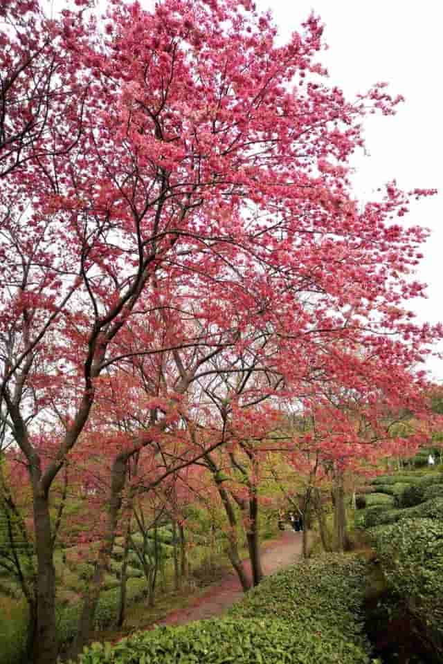 浪漫樱花季 赏樱正当时