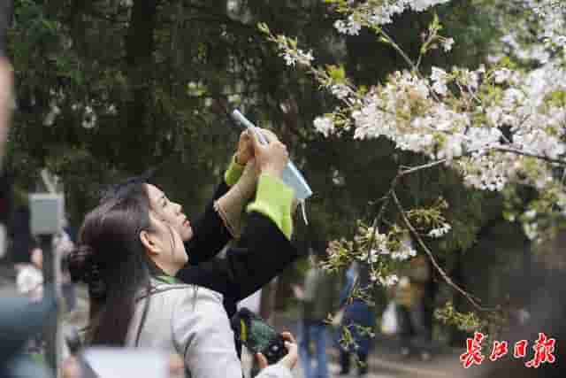 全网火了！12小时“直播大武汉”，50万人关注