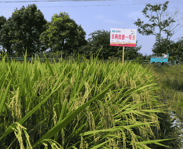 经典再生稻丰两优香一号，米质优，有茉莉香味，两季亩产2000斤