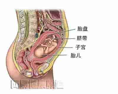 【干货】解剖图，这么全，不留用后悔啊！