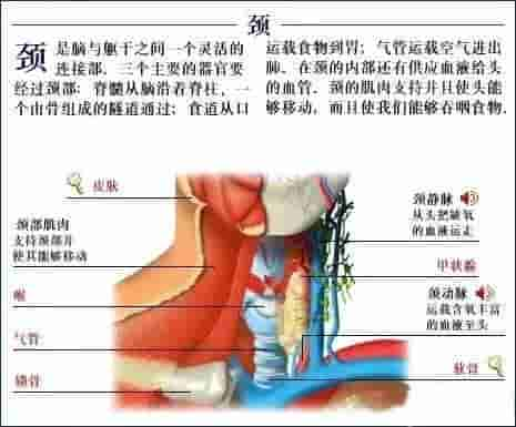 【干货】解剖图，这么全，不留用后悔啊！