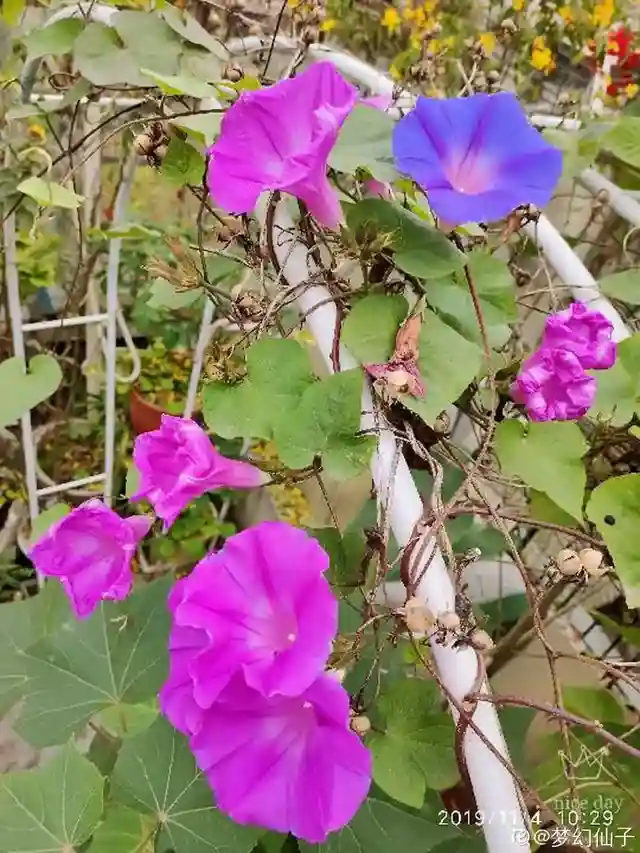 路边野花都开了，挖几棵种盆里，朋友都说好看