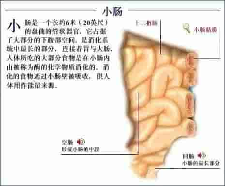 【干货】解剖图，这么全，不留用后悔啊！