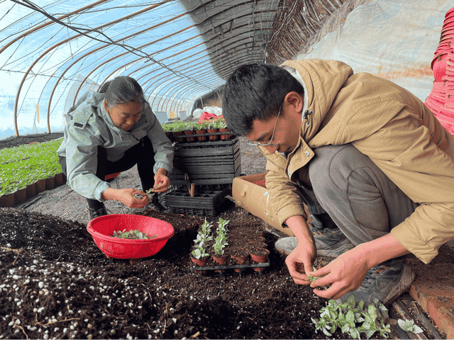 新疆昌吉市：打造大棚鲜花产业经济