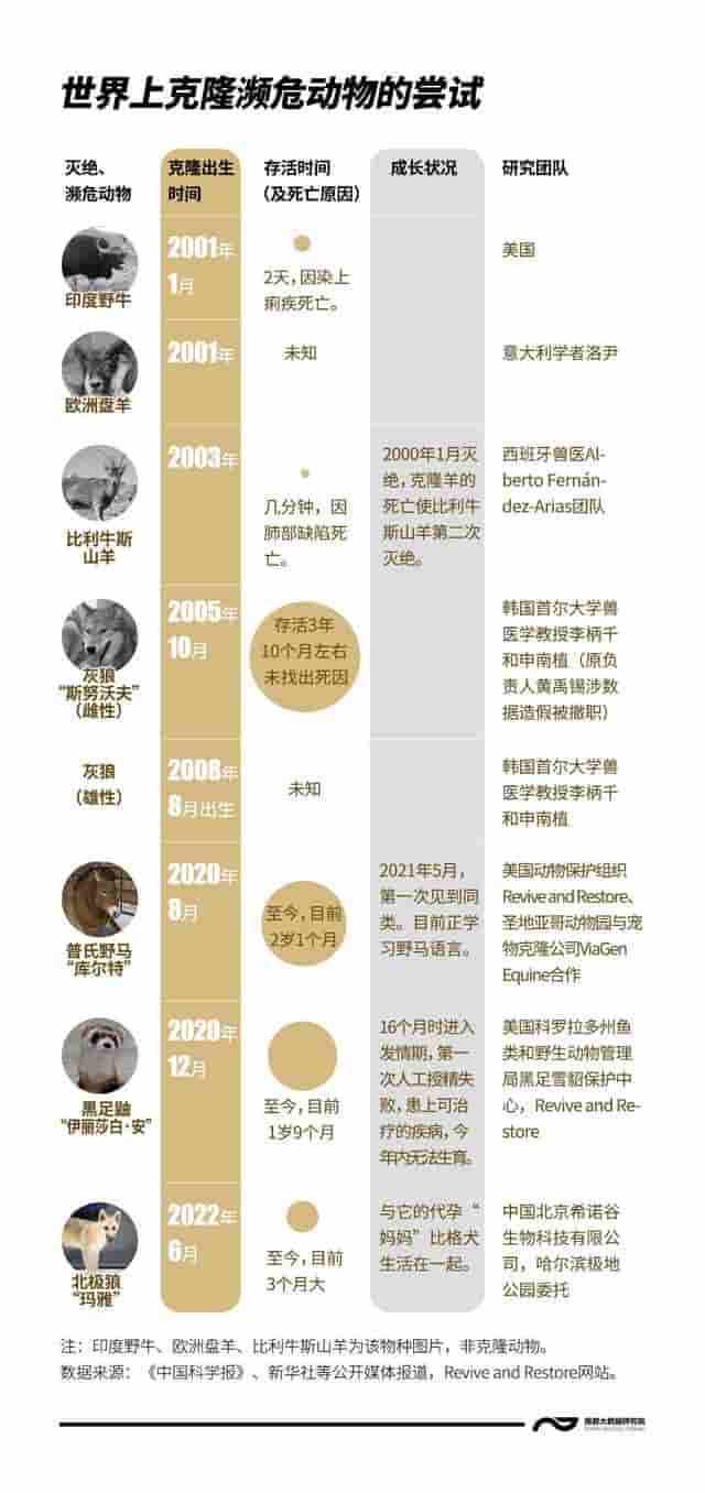 世界首例克隆北极狼出生在中国，克隆能挽救濒危动物吗？