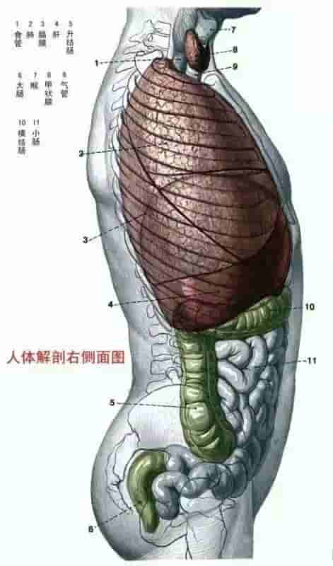 【干货】解剖图，这么全，不留用后悔啊！