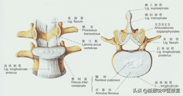 脊柱问题相关的20条韧带精细解剖、起止点，全总结！（脊柱篇）
