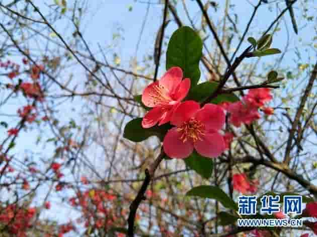 今日植树节，这几种适合移栽的“树”你都知道吗？