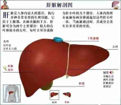 【干货】解剖图，这么全，不留用后悔啊！