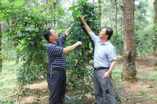 农村深山里的这种野草，遇到了请你珍惜，它可是珍贵的“牛大力”