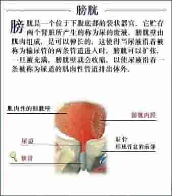 【干货】解剖图，这么全，不留用后悔啊！