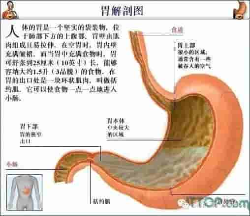 【干货】解剖图，这么全，不留用后悔啊！