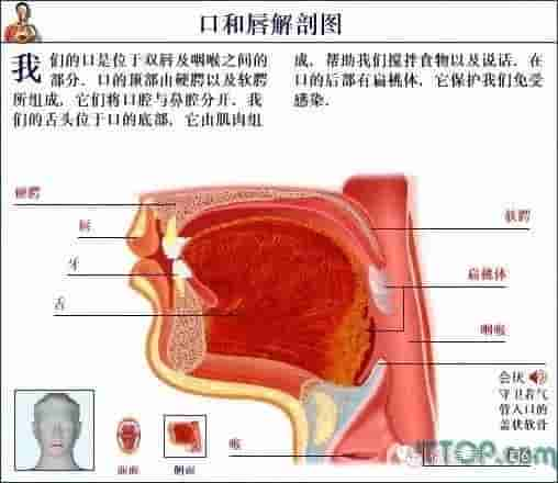 【干货】解剖图，这么全，不留用后悔啊！