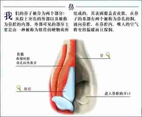 【干货】解剖图，这么全，不留用后悔啊！