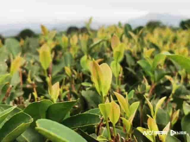 广东鹅城岩茶：石头山的“茶中新贵”