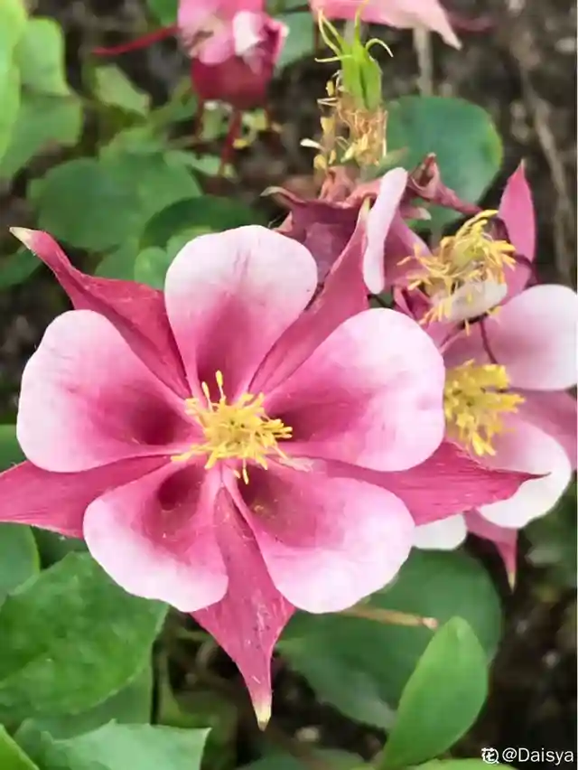 路边野花都开了，挖几棵种盆里，朋友都说好看