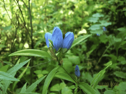 每日一味抗癌中药——龙胆草，比黄连更苦的中药，清热燥湿泻肝火