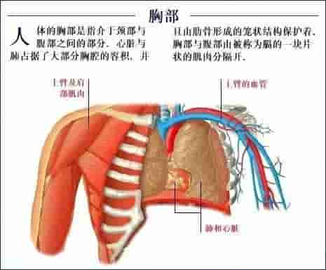 【干货】解剖图，这么全，不留用后悔啊！