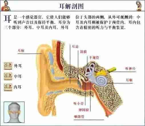 【干货】解剖图，这么全，不留用后悔啊！