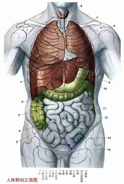 【干货】解剖图，这么全，不留用后悔啊！
