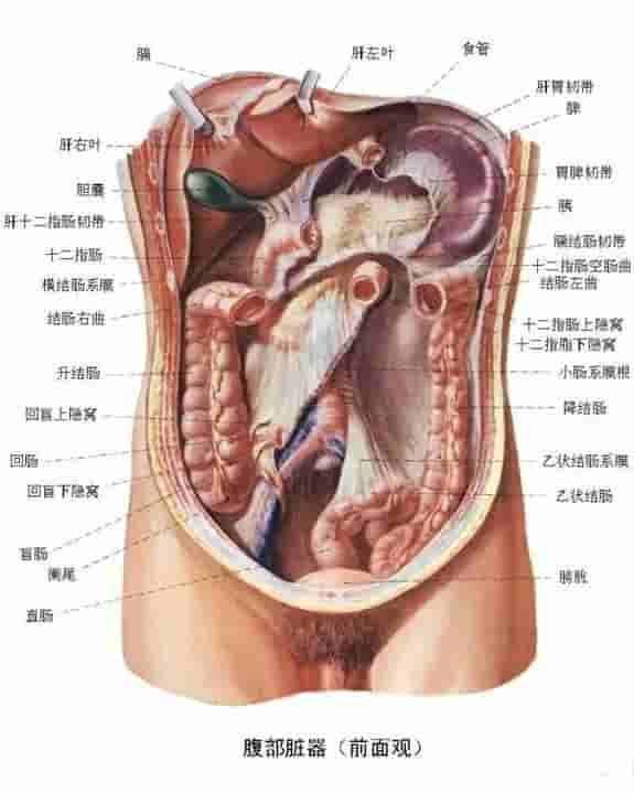 【干货】解剖图，这么全，不留用后悔啊！