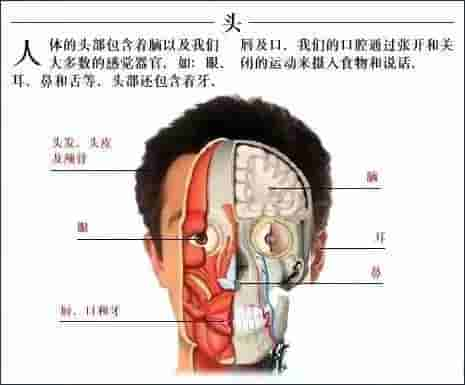 【干货】解剖图，这么全，不留用后悔啊！