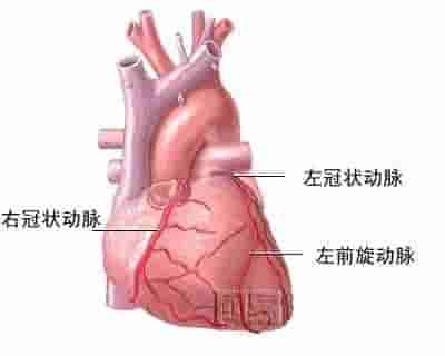 【干货】解剖图，这么全，不留用后悔啊！